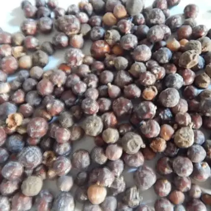 Urancia® Abhal Dried Juniper Berry Juniprus Communis Hayabusa Hauber with seed